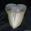Beastly Megalodon Tooth #947-1